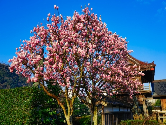 鳥取県の風景：大岳院